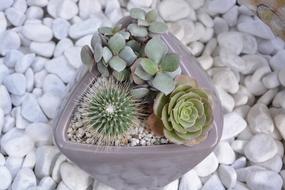 Cactus Pot Cacti