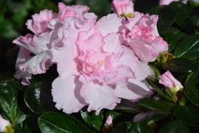 Pink Colored Flowers in garden