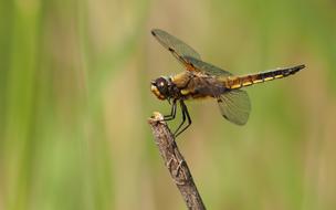 Nature Dragonfly Macro