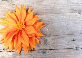 Dahlia Bright Large Blooms