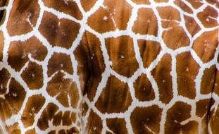 Nature Animal Giraffes