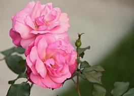Heck Roses Pink Corymbifera Bush