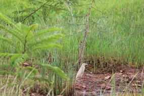 a bird hiding in the green grass.
