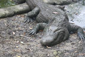 dangerous aligator in the zoo