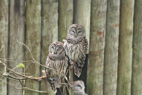 Owl Owls Zoo