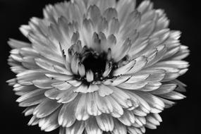 monochrome photo of Blossom