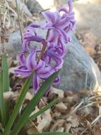 closeup photo of purple Flowers in the garden