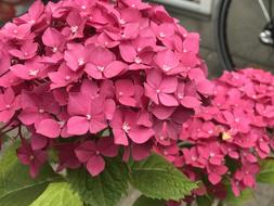 Plant Flower Blossom