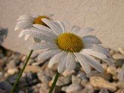 Marguerite Dew Blossom