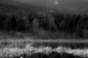 black smoke in the dense forest
