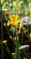yellow flower on the stem