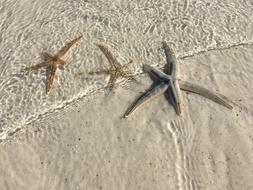 Sea Creature Life Star Fish