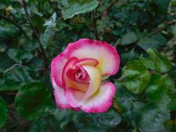 Pink Rose Plant flora