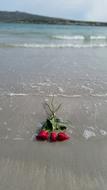 Rose Beach Water