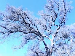 Blue frosty Tree