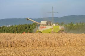 wheat farm field