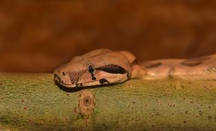 Snake Boa Head blur