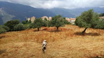 a man in a field of trees