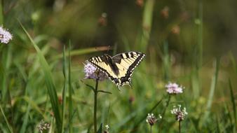 swallowtail butterfly on a meadow flower