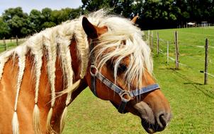 Haflinger Horse Mane