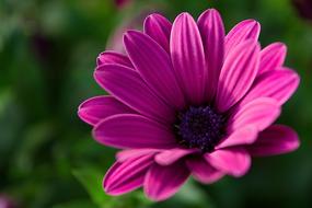Flower Nature Flowers