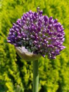 purple slug flower