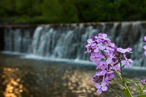 Flower Waterfall Dam