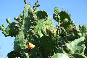 flowers on a brightly colored cactus