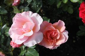 Rose Garden Flower