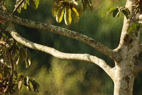 closeup photo of tree trunk at sunlight