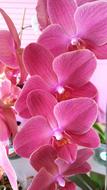 domestic orchid pink