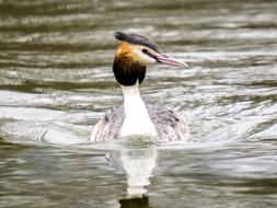 Great Crested Grebe Water Bird swimming