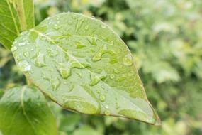 Leaf Rain Drip Drop Of