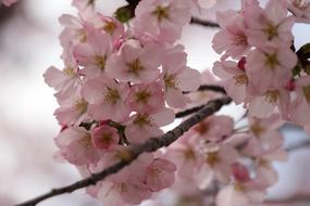 Flower Blossom Cherry