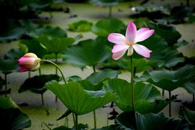 waterlily Lotus Flowers in Nature