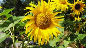 Flora Flowers Summer Ornamental sunflower