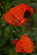 Poppy Red Flowers closeup photo