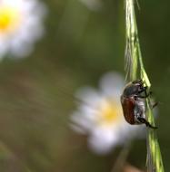 Cockroach Plant Spike