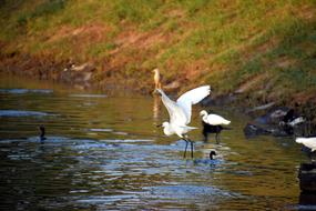 Crane Flying Aquatic Birds Pond