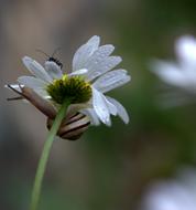 Snail on Daisy Flower