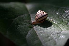 Snail Leaf Wet