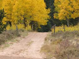 Fall Yellow