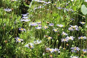Flowers Nature Small
