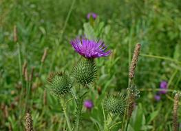 Common Thistle Wildflower Flower