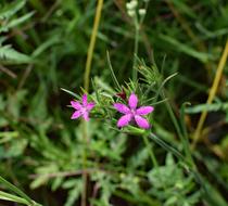 Deptford Pink Dianthus Armeria flowers