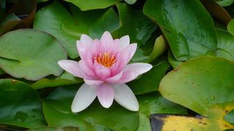Flower Lotus