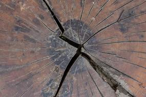 Close-up of the brown tree texture of different shades, with cracks