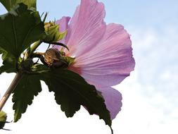Pink hibiscus against the sky