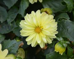 Yellow Flower Petals Nature