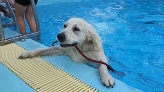 Dog Swimming Pool